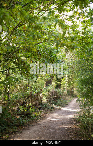 Schönen Pfade und Wanderwege durch Highgate Woods im Sommer Stockfoto