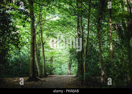 Schönen Pfade und Wanderwege durch Highgate Woods im Sommer Stockfoto