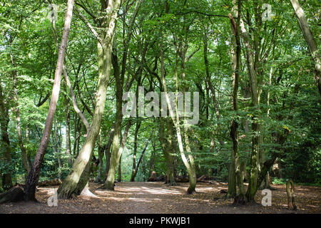 Schönen Pfade und Wanderwege durch Highgate Woods im Sommer Stockfoto