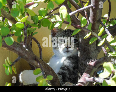 Katze unter den Pflanzen versteckt Stockfoto