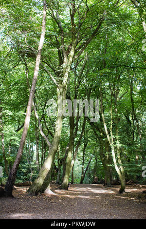 Schönen Pfade und Wanderwege durch Highgate Woods im Sommer Stockfoto