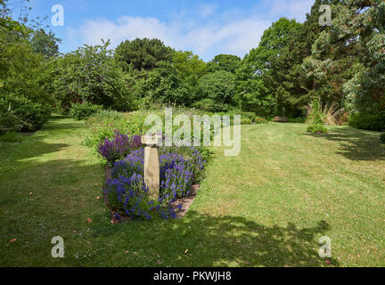 Eine Sünde wählen steht stolz in einem der Grenzen in der Peace Garden, in St Andrews Botanic Gardens in Fife, Schottland. Stockfoto