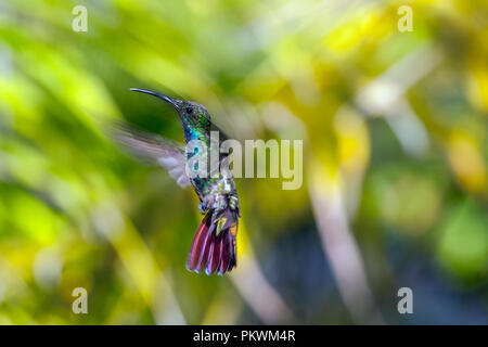 Emerald, dass Kolibris, Abeillia abeillei auch als Abeille von Kolibris bekannt - Stockfoto