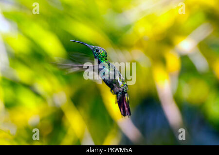 Emerald, dass Kolibris, Abeillia abeillei auch als Abeille von Kolibris bekannt - Stockfoto