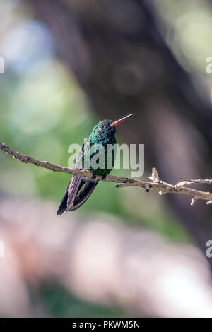 Emerald, dass Kolibris, Abeillia abeillei auch als Abeille von Kolibris bekannt - Stockfoto