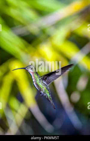 Emerald, dass Kolibris, Abeillia abeillei auch als Abeille von Kolibris bekannt - Stockfoto