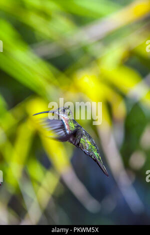 Emerald, dass Kolibris, Abeillia abeillei auch als Abeille von Kolibris bekannt - Stockfoto