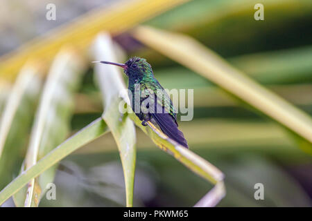 Emerald, dass Kolibris, Abeillia abeillei auch als Abeille von Kolibris bekannt - Stockfoto