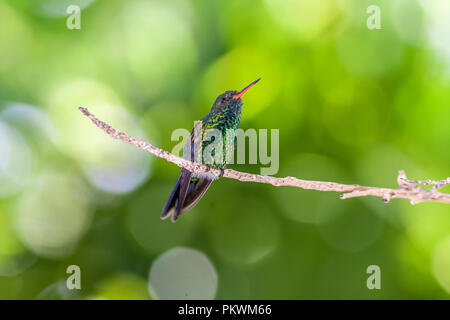 Emerald, dass Kolibris, Abeillia abeillei auch als Abeille von Kolibris bekannt - Stockfoto