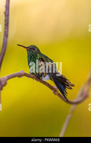 Emerald, dass Kolibris, Abeillia abeillei auch als Abeille von Kolibris bekannt - Stockfoto