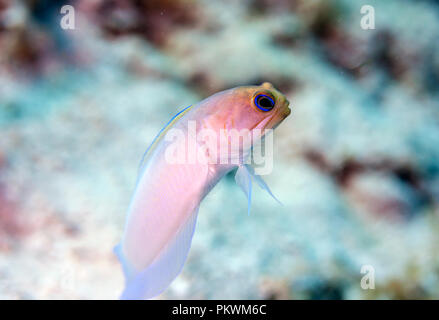 Coral Reef in Carbiiean Meer yellowhead Brunnenbauer, Opistognathus aurifrons, ist eine Pflanzenart aus der Gattung der brunnenbauer native auf Korallenriffe in der Karibik. Stockfoto