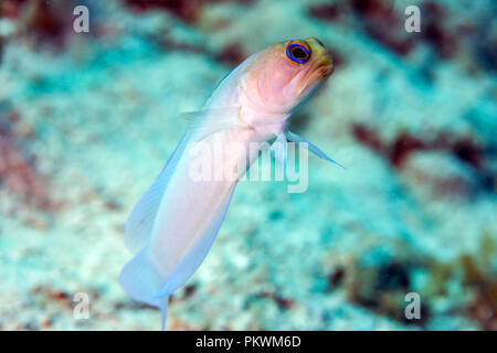 Coral Reef in Carbiiean Meer yellowhead Brunnenbauer, Opistognathus aurifrons, ist eine Pflanzenart aus der Gattung der brunnenbauer native auf Korallenriffe in der Karibik. Stockfoto