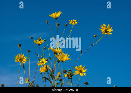 Gelbe Sonnenblumen mit Insekten, die sie bestäuben in Lexos, Teil der Gemeinde Varen, Tarn-et-Garonne, Royal, Frankreich im Herbst Sonnenschein Stockfoto