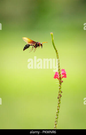 Schwarze Schlamm Wasp (Delta Emarginatum) schwebt in der Nähe von Stachytarpheta mutabilis Stockfoto