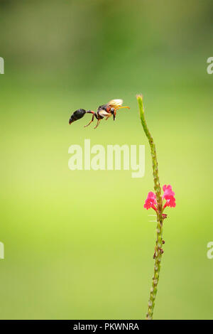 Schwarze Schlamm Wasp (Delta Emarginatum) schwebt in der Nähe von Stachytarpheta mutabilis Stockfoto