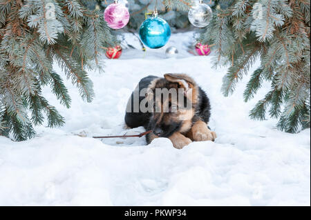 Deutscher Schäferhund Welpen unter dem Baum im Schnee. Stockfoto