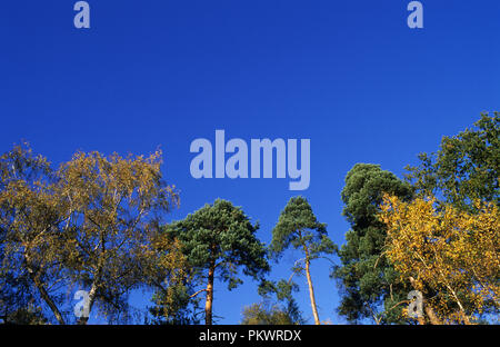 Mischwald Vordach Stockfoto