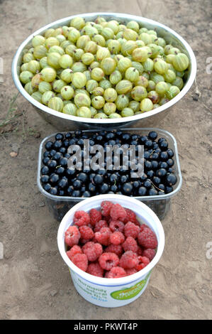 Schwarze Johannisbeeren, Stachelbeeren und Himbeeren auf eine Zuteilung in Slough Berkshire England Stockfoto