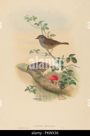 (Dunnock accentor Colchicus). Medium: Handcolorierte Lithographie. Museum: Nationalgalerie, Washington DC. Autor: John Gould und H. C. Richter. Stockfoto