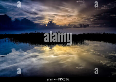 Im letzten Licht des Tages in den flachen Gewässern in Loxahatchee National Wildlife Refuge nieder Stockfoto