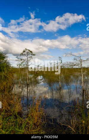 Die legendäre Z-Baum, ein Zwerg kahlen Zypresse, steigen über dem Meer von Gras. Stockfoto