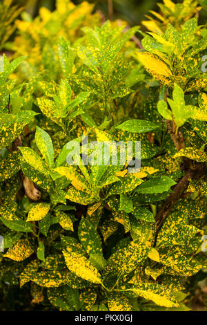 Croton Pflanze, die wächst in Kenia, Afrika Stockfoto