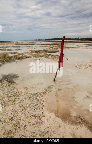 Treibsand in den Indischen Ozean. Galu Beach, Kenia. Es ist gefährlich, die während der Ebbe bis zu 100 m entfernt von Strand, als Bereiche mit quicksan zu gehen Stockfoto