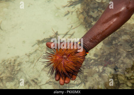 Red sea urchin (Astropyga radiata), gemeinsame Namen Dieser seeigel Seeigel gehören 'Radial' und 'Fire urchins." Galu Beach, Kenia Stockfoto