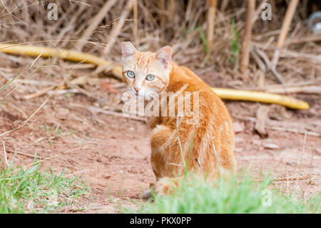 Straße tabby Katze, Orange Street cat, kurze Haare, Kerbe im Ohr, um zu zeigen, dass sie kastriert sind Stockfoto