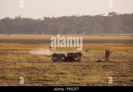 Lion Familie ihre Beute zu essen. Amboseli National Park, Kenia Stockfoto