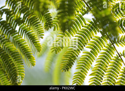 Persischer Silk Baum Stockfoto