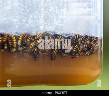 Tote Wespen schwimmen in eine süße Flüssigkeit in einem Wasp trap. Stockfoto