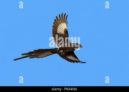 Magpie Shrike Urolestes melanoleucus Kruger National Park, Northern Province, Südafrika, 16. August 2018 Nach Laniidae Stockfoto