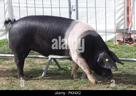 Britische Sattel zurück Schwein Stockfoto