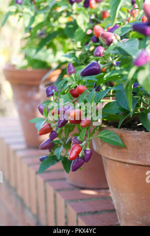 Capsicum annuum. Chili "Loco" Obst in Töpfen bei RHS Wisley Gardens zu wachsen. Stockfoto