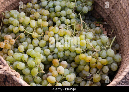 Korb voller Trauben im Weinberg Stockfoto