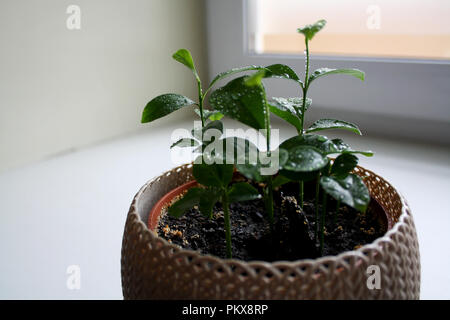 Lemon Tree Sprossen mit Tautropfen Nahaufnahme Stockfoto