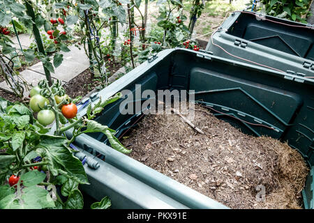 Kunststoff Komposter, bin im Garten, Tomaten um wachsende Stockfoto