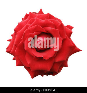 Red Rose Blume auf weißem Hintergrund, Ansicht von oben Stockfoto