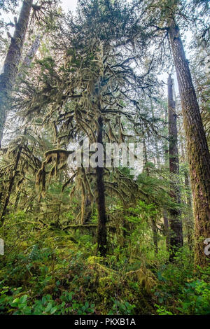 Dichtes Moos hängt von der Pazifischen Eibe (Taxus Buergeri), in einem Abschnitt der alten Wachstum Wald in der HJ Andrews experimentelle Wald, Oregon. Stockfoto