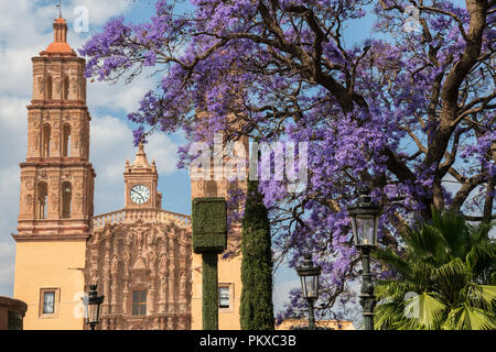 Parroquia Nuestra Señora de Dolores Katholische Kirche in englischer Sprache der Kirche Unserer Lieben Frau der Schmerzen in der Plaza Principal mit blühenden Jacaranda Baum in Dolores Hidalgo, Guanajuato, Mexiko. Miguel Hildago war ein Pfarrer, der inzwischen weltberühmten Grito - ein Ruf zu den Waffen für mexikanische Unabhängigkeit von Spanien ausgestellt. Stockfoto