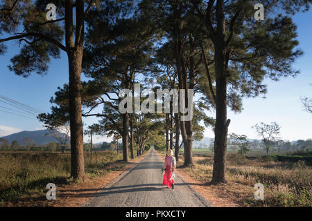 Die Straße mit zwei Reihen von Pinien, die fast 100 Jahre bei Pleiku Stadt in einer Morgen gepflanzt wurden. Stockfoto