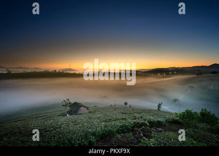 Phantasievolle Dawn mit frühen Morgen Tau auf Teeplantagen bei Moc Chau Farm, Son La Provinz, Vietnam Stockfoto