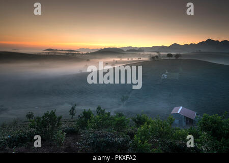 Phantasievolle Dawn mit frühen Morgen Tau auf Teeplantagen bei Moc Chau Farm, Son La Provinz, Vietnam Stockfoto
