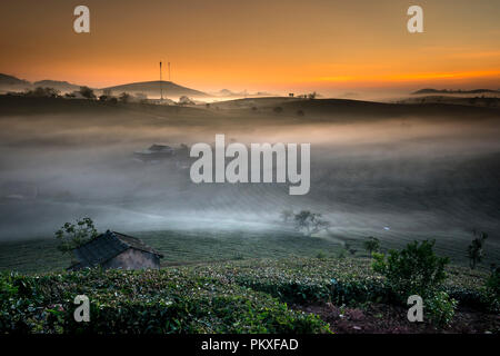 Phantasievolle Dawn mit frühen Morgen Tau auf Teeplantagen bei Moc Chau Farm, Son La Provinz, Vietnam Stockfoto