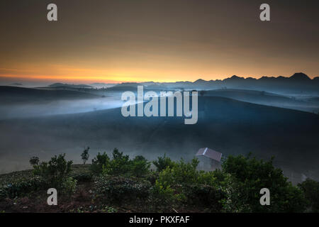 Phantasievolle Dawn mit frühen Morgen Tau auf Teeplantagen bei Moc Chau Farm, Son La Provinz, Vietnam Stockfoto