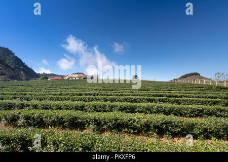 Kaffee Feld auf dem Hügel in Moc Chau, Vietnam. Stockfoto