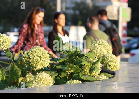 Moskau, Russland. 15. September 2018. Wetter in Moskau: Eine schöne, angenehm warmen Herbst Tag in Moskau. Es wird erwartet, dass ab morgen, kühlen und regnerischen Tagen beginnen wird. Die Menschen genießen einen schönen September abends zu Fuß rund um den Samstag Stadt. Credit: Tibesty/Alamy leben Nachrichten Stockfoto