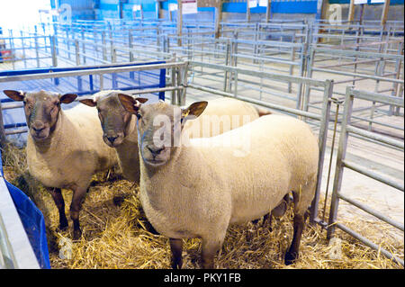 Llanelwedd, Powys, UK. 16.September 2018. Inspektion und zeigen Veranstaltungen statt, die am Tag vor dem NSA (National Schafe Association) Wales & Grenze Ram Verkauf - angeblich die größte in Europa - auf der Royal Welsh Showground in Powys, Wales, UK. Es gibt zwei NSA Wales & Grenze Ram Umsatz jedes Jahr gehalten: Eine frühe Eine im August und eine im September. Mehr als 5.000 Widder aus über 30 Rassen auf Verkauf. © Graham M. Lawrence/Alamy leben Nachrichten Stockfoto