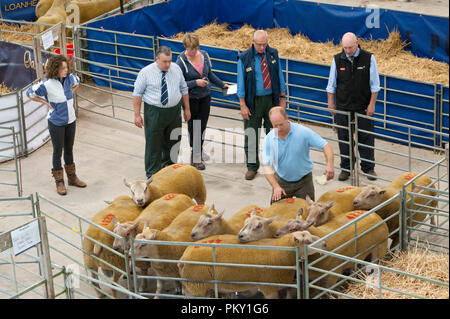 Llanelwedd, Powys, UK. 16.September 2018. Inpection Charolais Widdern. Inspektion und zeigen Veranstaltungen statt, die am Tag vor dem NSA (National Schafe Association) Wales & Grenze Ram Verkauf - angeblich die größte in Europa - auf der Royal Welsh Showground in Powys, Wales, UK. Es gibt zwei NSA Wales & Grenze Ram Umsatz jedes Jahr gehalten: Eine frühe Eine im August und eine im September. Mehr als 5.000 Widder aus über 30 Rassen auf Verkauf. © Graham M. Lawrence/Alamy leben Nachrichten Stockfoto